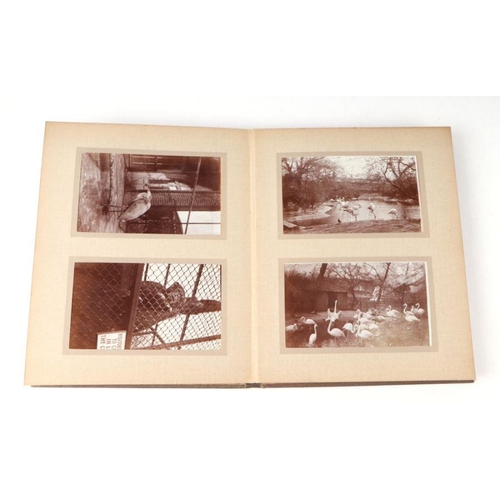 62 - Two private photograph albums containing images of London Zoo between 1925 and 1935, each album cont... 