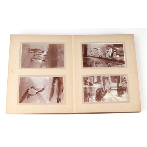 62 - Two private photograph albums containing images of London Zoo between 1925 and 1935, each album cont... 