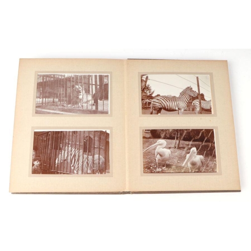 62 - Two private photograph albums containing images of London Zoo between 1925 and 1935, each album cont... 