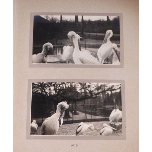 62 - Two private photograph albums containing images of London Zoo between 1925 and 1935, each album cont... 