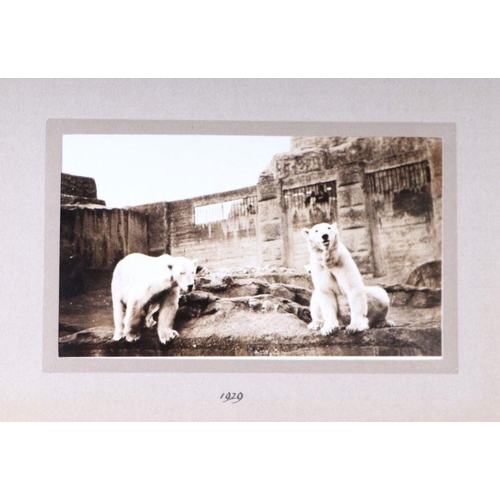 62 - Two private photograph albums containing images of London Zoo between 1925 and 1935, each album cont... 