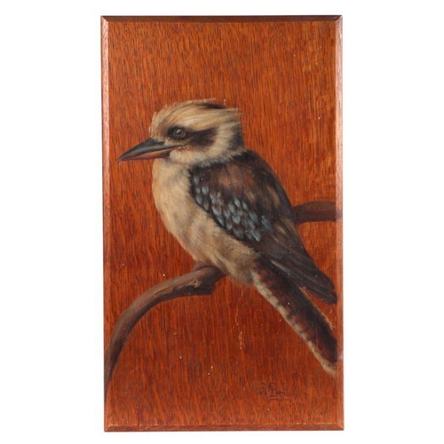 156 - A Benham (Australian school) - Study of a Kookaburra Perched on a Branch - oil on an oak panel, 28 b... 