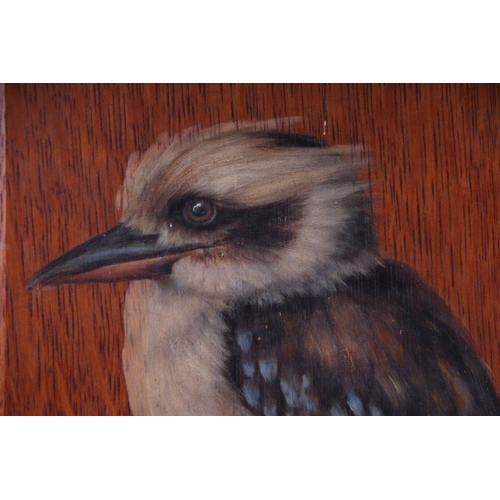 156 - A Benham (Australian school) - Study of a Kookaburra Perched on a Branch - oil on an oak panel, 28 b... 