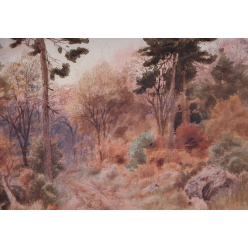 240 - Thomas Mower Martin (1838-1934) - A Wooded Landscape with a Path and Fir Trees - signed lower right,... 