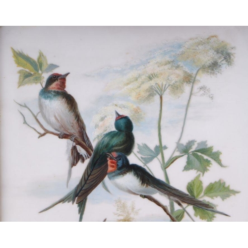 257 - A pair of late 19th century paintings on milk glass panels depicting swallows, framed and glazed, 28... 