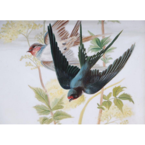 257 - A pair of late 19th century paintings on milk glass panels depicting swallows, framed and glazed, 28... 