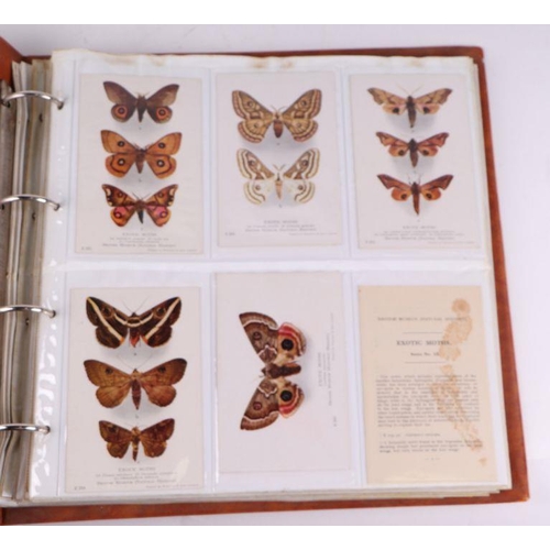 30 - An album containing natural history and ornithological postcards.