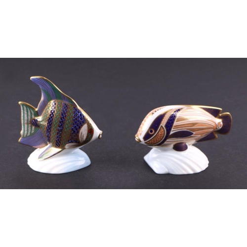 411 - A group of Royal Crown Derby paperweights, Angel Fish, Guppy, and Sweetlips, all boxed, (3)