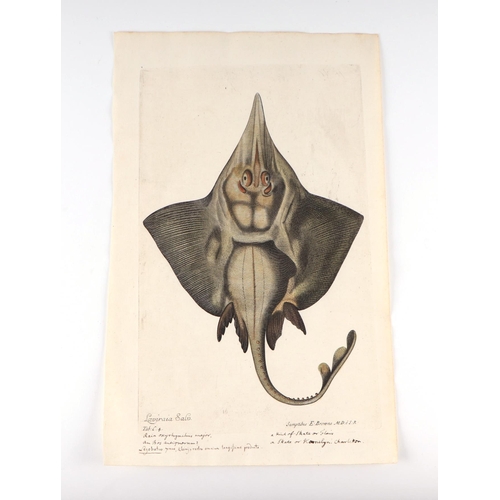 197 - After Francis Willoughby (1635-1672) - a hand coloured engraving depicting a Ray Fish, with contempo... 