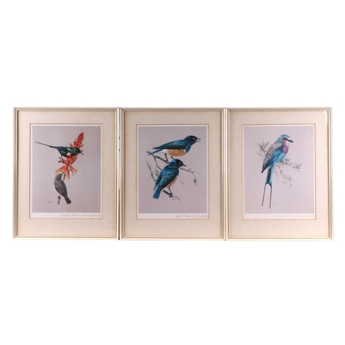 230 - A set of six coloured prints depicting tropical birds, framed and glazed, each 20cm by 26cm,