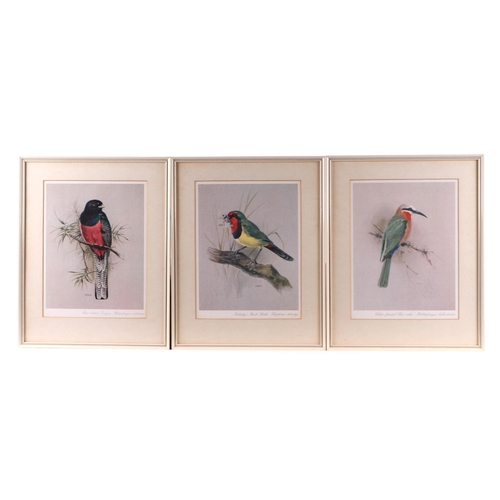 230 - A set of six coloured prints depicting tropical birds, framed and glazed, each 20cm by 26cm,