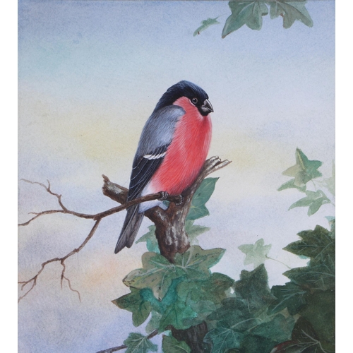 261 - John Lewis Fitzgerald (b1945) - The Bullfinch - watercolour, signed lower left, framed and glazed,  ... 