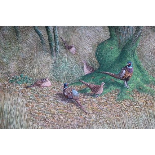 265 - Nicolas Mace (b1949) - Pheasants - oil on board, signed lower right, framed, 40cm by 30cm