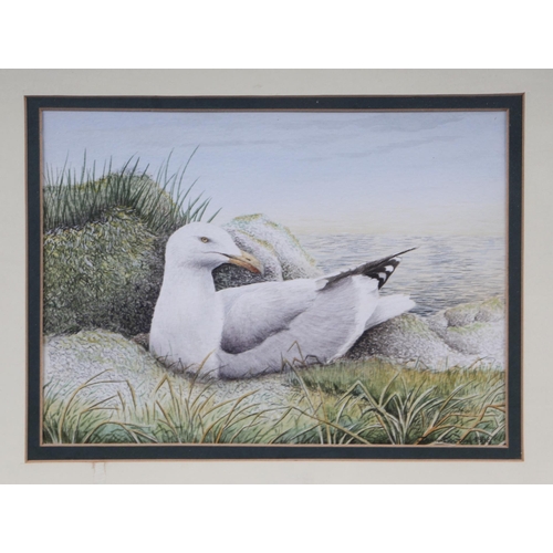 319 - John Dolton (modern British) - Study of a Herring Gull - watercolour heightened with body colour, si... 