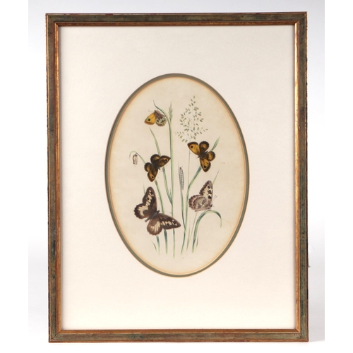 330 - After Westwood Humphreys - a set of fourteen coloured lithographs depicting butterflies and their tr... 