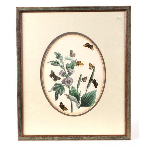 330 - After Westwood Humphreys - a set of fourteen coloured lithographs depicting butterflies and their tr... 