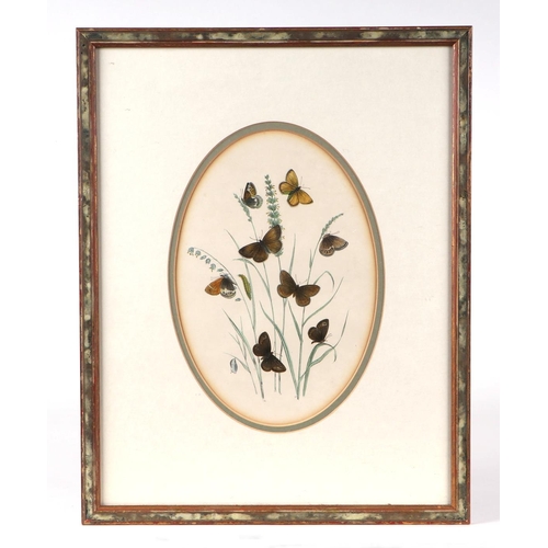 330 - After Westwood Humphreys - a set of fourteen coloured lithographs depicting butterflies and their tr... 