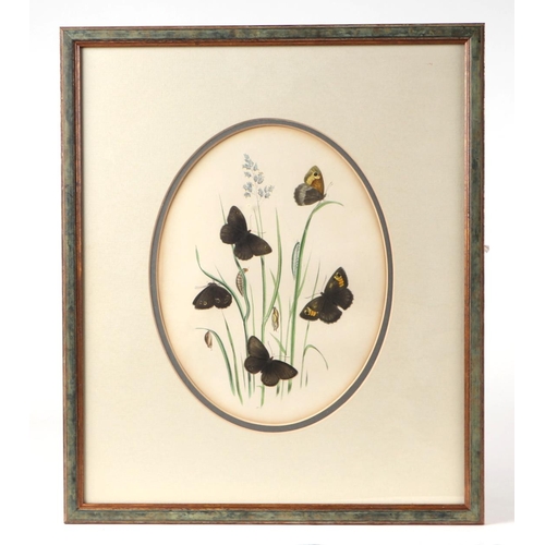 330 - After Westwood Humphreys - a set of fourteen coloured lithographs depicting butterflies and their tr... 