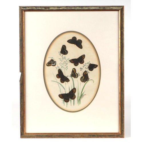 330 - After Westwood Humphreys - a set of fourteen coloured lithographs depicting butterflies and their tr... 