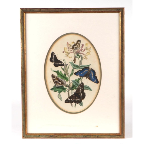 330 - After Westwood Humphreys - a set of fourteen coloured lithographs depicting butterflies and their tr... 