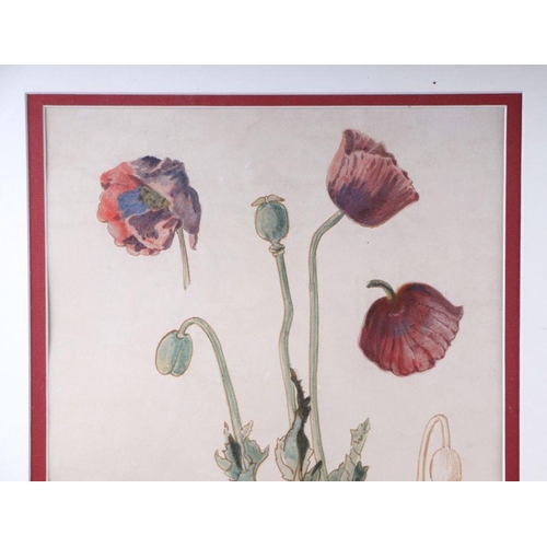 135 - Victorian school - Study of a Garden Poppy - dated July 19, '83, Frost & Reed Gallery label to verso... 