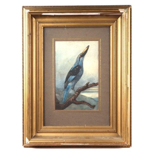 178 - Early 20th century British school - Study of a Bird on a Branch - watercolour, 16 by 25cms, framed &... 