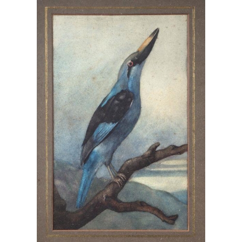 178 - Early 20th century British school - Study of a Bird on a Branch - watercolour, 16 by 25cms, framed &... 