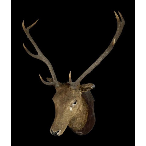 340 - Taxidermy .  An early 20th century 8 point stag head and shoulders mounted on a shield shaped plaque... 