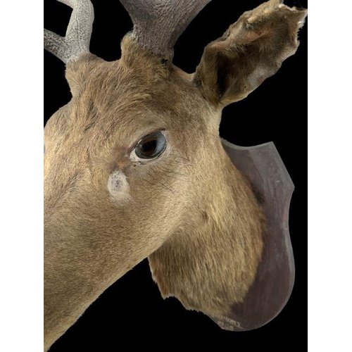 340 - Taxidermy .  An early 20th century 8 point stag head and shoulders mounted on a shield shaped plaque... 