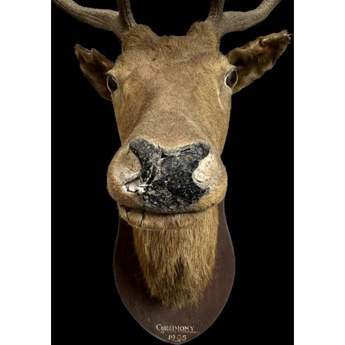 340 - Taxidermy .  An early 20th century 8 point stag head and shoulders mounted on a shield shaped plaque... 