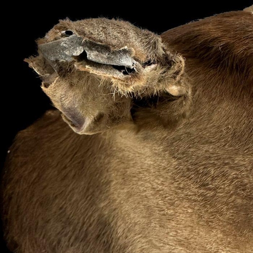 340 - Taxidermy .  An early 20th century 8 point stag head and shoulders mounted on a shield shaped plaque... 