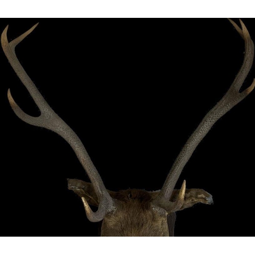 340 - Taxidermy .  An early 20th century 8 point stag head and shoulders mounted on a shield shaped plaque... 