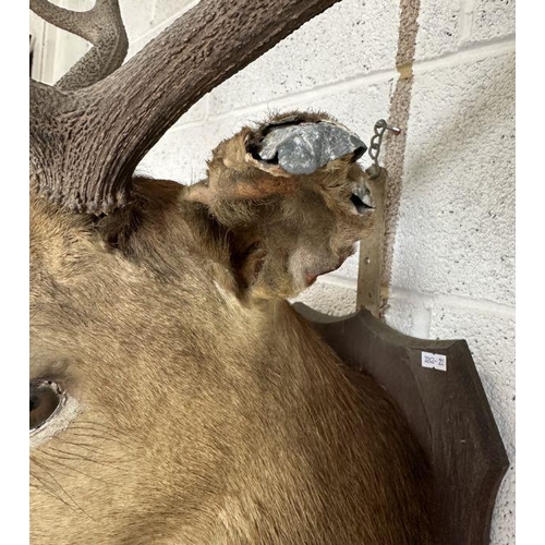 340 - Taxidermy .  An early 20th century 8 point stag head and shoulders mounted on a shield shaped plaque... 