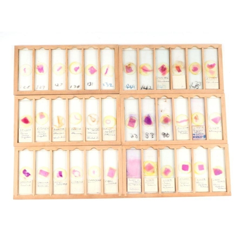 343 - A quantity of scientific microscope slides including kidney, lymph gland, heart, liver and others, c... 