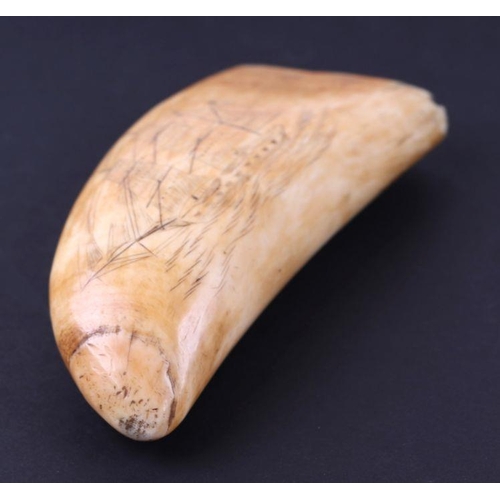 389 - A 19th century whale tooth scrimshaw, one side carved with a ship in full sail, the reverse with a d... 