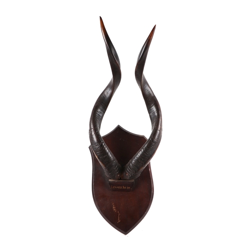 339 - Taxidermy.  Lesser Kudu horns mounted on a shield shaped plaque, horn height 58cms.