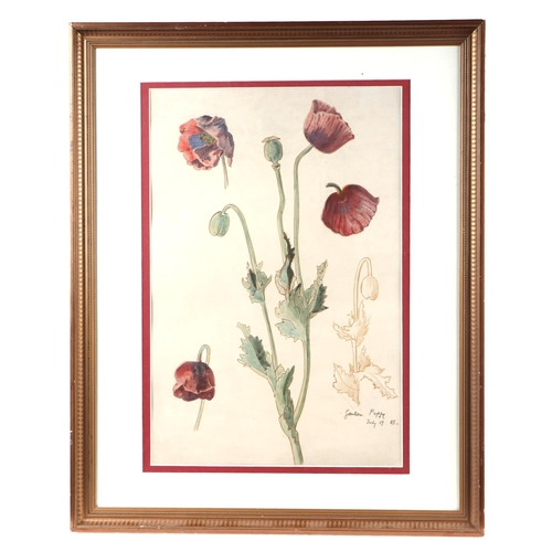 184 - Victorian school - Study of a Garden Poppy - dated July 19, '83, Frost & Reed Gallery label to verso... 