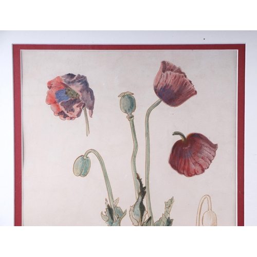 184 - Victorian school - Study of a Garden Poppy - dated July 19, '83, Frost & Reed Gallery label to verso... 