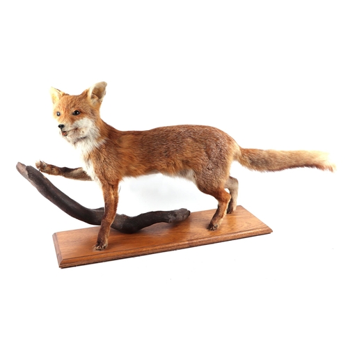 55 - Taxidermy.  A full mount fox mounted on a wooden plinth, 70cms wide.