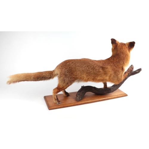 55 - Taxidermy.  A full mount fox mounted on a wooden plinth, 70cms wide.