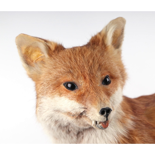 55 - Taxidermy.  A full mount fox mounted on a wooden plinth, 70cms wide.