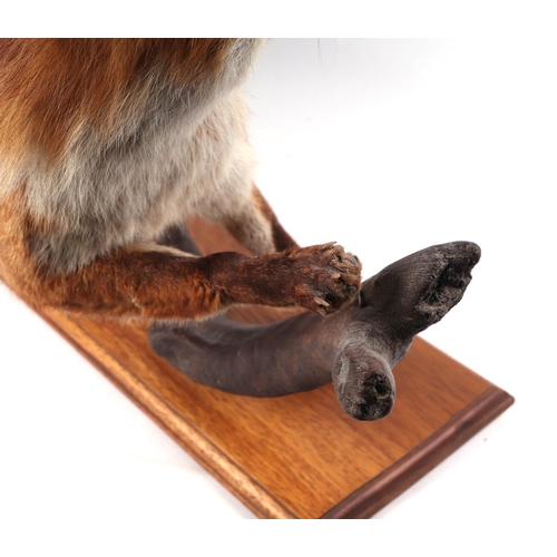 55 - Taxidermy.  A full mount fox mounted on a wooden plinth, 70cms wide.