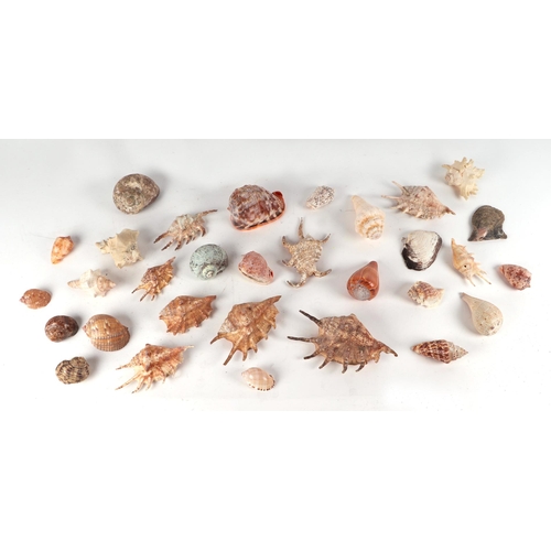 56 - A quantity of seashells, fossils and crystal geodes.