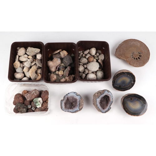 56 - A quantity of seashells, fossils and crystal geodes.