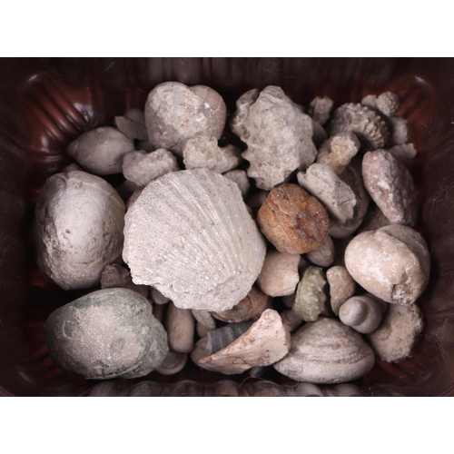 56 - A quantity of seashells, fossils and crystal geodes.