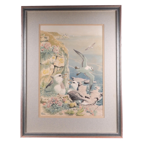 1503 - John Tennant (modern British) - Fulmars at Blackers Hole - watercolour, signed lower left, 36 by 52c... 