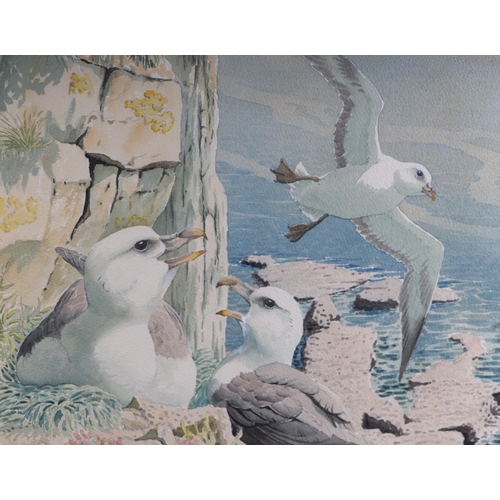 1503 - John Tennant (modern British) - Fulmars at Blackers Hole - watercolour, signed lower left, 36 by 52c... 