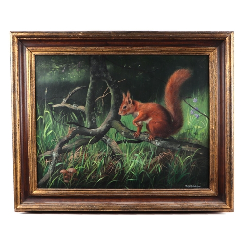 1516 - Douglas Anderson (British b1934) - A Red Squirrel on a Branch - oil on board, signed lower right, 49... 