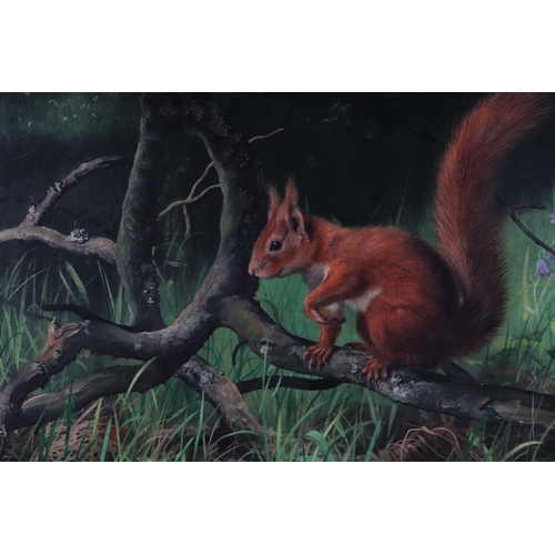 1516 - Douglas Anderson (British b1934) - A Red Squirrel on a Branch - oil on board, signed lower right, 49... 