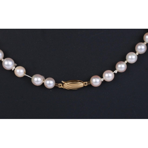 501 - A graduated cultured pearl necklace with 9ct gold clasp, 48cms long, the largest pearl 7mm diameter.